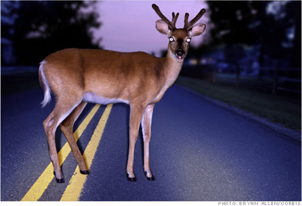deer-in-headlights
